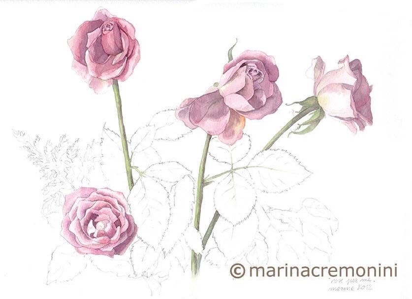 Questo disegno ha più di 12 anni.
Le avevo disegnate dal vivo , anche se stavano appassendo.
Mi faceva compagnia il loro decadere, ma al tempo stesso restavano, per me,  bellissime.
Erano rose che mi ero regalata, e lo faccio ancora.E trovo che sia un esercizio splendido, da rispolverare , vedere la bellezza anche in ciò che decade, che si trasforma.
Non viene spontaneo, perché richiede di vedere una bellezza più celata, più sottile… che non è estetica, è più un penetrare in un processo, e comprenderlo.In questi anni di social ci si è un po’ troppo abituati a vedere la bellezza nel suo apice, nella sua apparenza, dove è facile vederla, o truccarla con filtri e scatti solo nei momenti migliori.Mentre nel mondo reale tutto mi appare brutto e sgraziato, e appunto decadente.
Ma evidentemente è parte di un processo, e voglio ricordarmelo e comprenderlo.Pensieri della vigilia di #ferragosto .
(Stasera doppio #calicino 😄)#marinacremoniniillustratrice
#watercolorillustration
#botanicalillustration