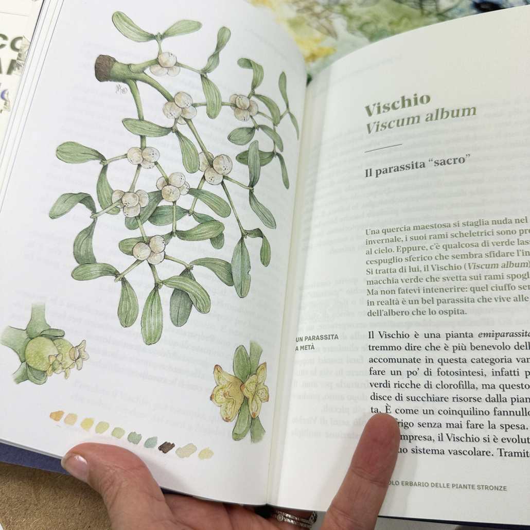 Viscum album